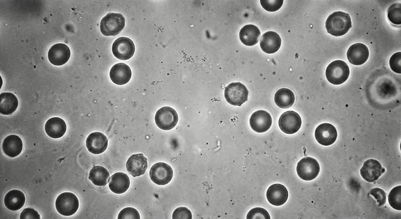 Blood cells after grounding